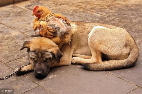 屬雞跟屬狗|雞犬不寧？生肖狗和雞真的不能在一起嗎？內附化解大。